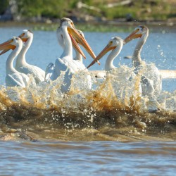 Pelicans in the Waves