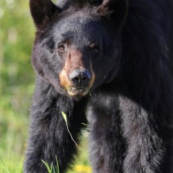 Black Bear Staredown