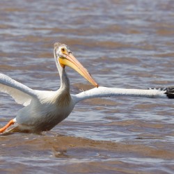 Pelican Takeoff