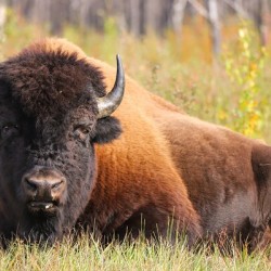 Friendly Giant   Wood Bison
