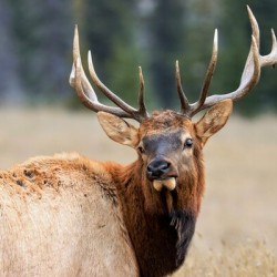 Elk Staredown