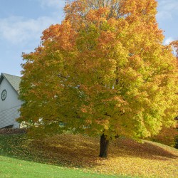 Autumn Classic Maples