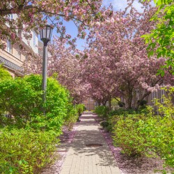 Dreamy Spring Path