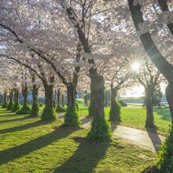 Morning Spring Freshness