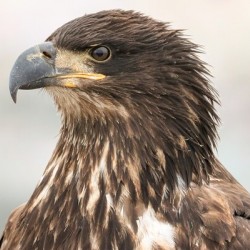 Juvenile Bald Eagle Portrait
