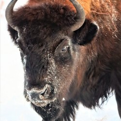 Winter Bison Portrait