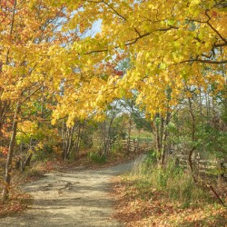 Decew Falls Autumn Trail