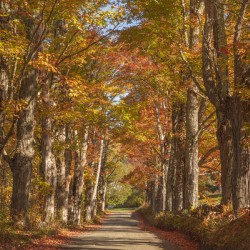 Lovers Lane Autumn Splendor