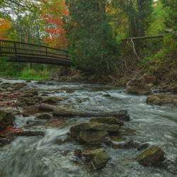 Belfountain early autumn flow