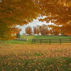 Tranquil Autumn Maple Vibrancy 