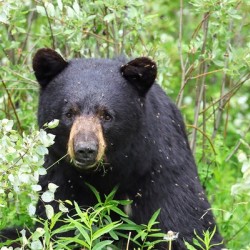 Black Bear Eating