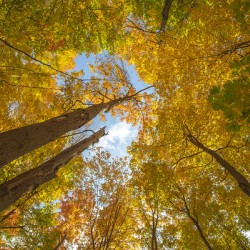 Forest Magical Autumn Glow