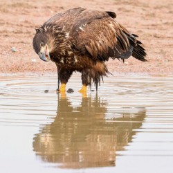 Juvenile Bald Eagle Reflection
