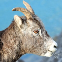 Mountain Ram Portrait