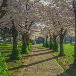 Cherry Blossom Pathway during sunrise