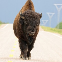 Big Boss of the Road   Wood Bison
