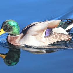 Duck Reflections