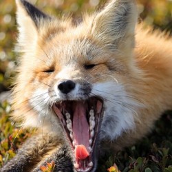 Fox Yawning