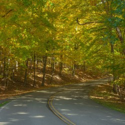 Letchworth Autumn Tree Tunnel Glow