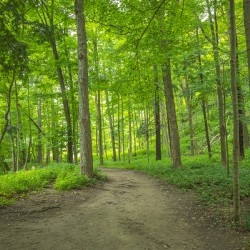 Summer fresh forest glow