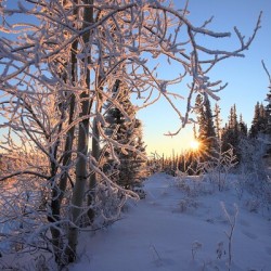 Winter Morning Frost Sunburst