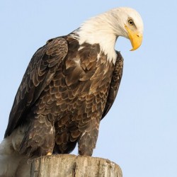 Bald Eagle portrait