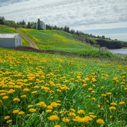 Bonaventure Dandelion Carpet