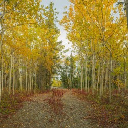 Northern Autumn Serenity