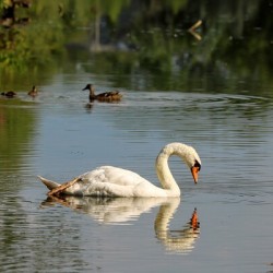Swan Mirror reflections