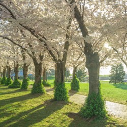 Spencer Park Cherry Blossom Splendor