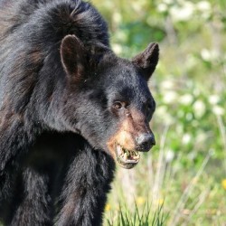 Black Bear eating grass