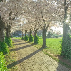 Cherry Blossom Pathway
