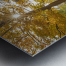 Autumn Glow Metal print