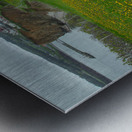 Perce dandelion field Metal print