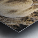 Jasper Mountain Goat Metal print