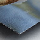 Swan Portrait Metal print