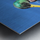 Duck Reflections Metal print