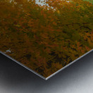 Tranquil Autumn Maple Vibrancy  Metal print