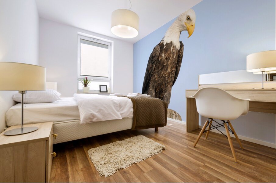 Bald Eagle portrait Mural print