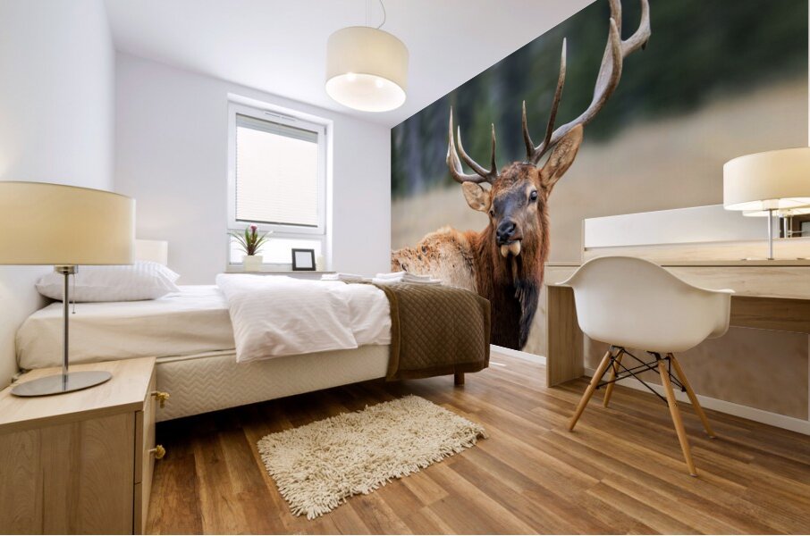 Elk Staredown Mural print