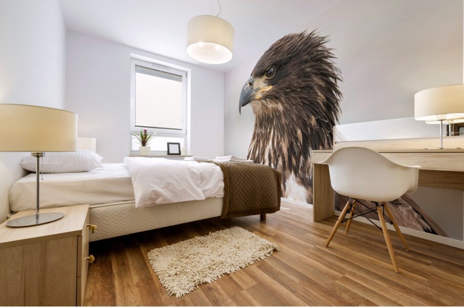 Juvenile Bald Eagle Portrait Mural print