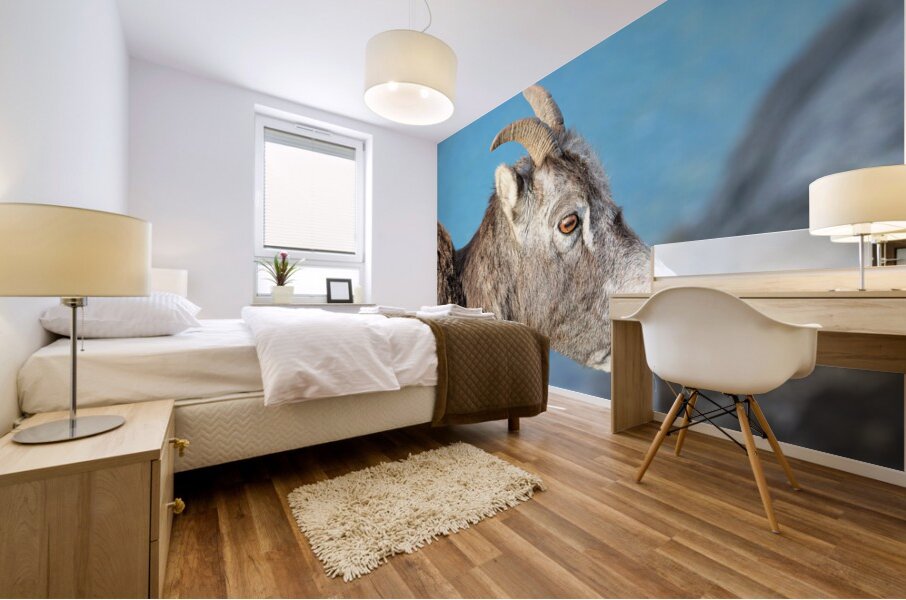 Mountain Ram Portrait Mural print