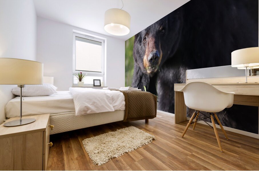 Black Bear Staredown Mural print