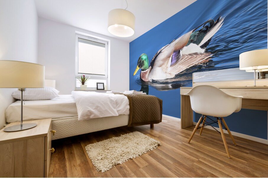 Duck Reflections Mural print
