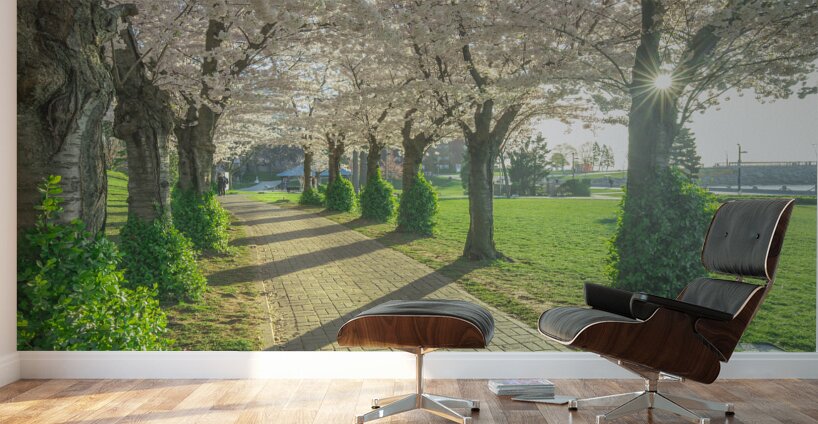 Cherry Blossom Pathway Wall Murals