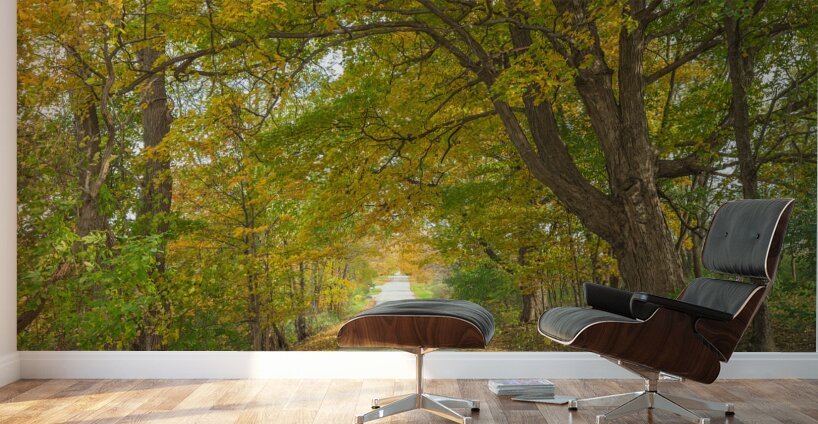 Rural Niagara Autumn Path Wall Murals