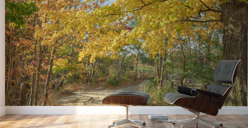 Decew Falls Autumn Trail Wall Murals