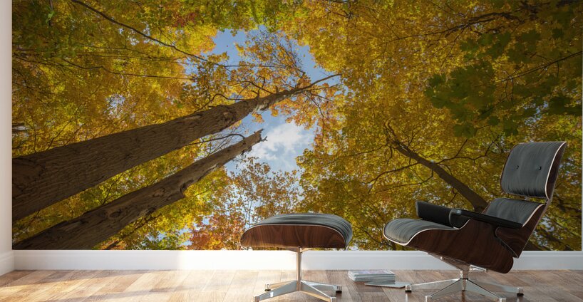 Forest Magical Autumn Glow Wall Murals