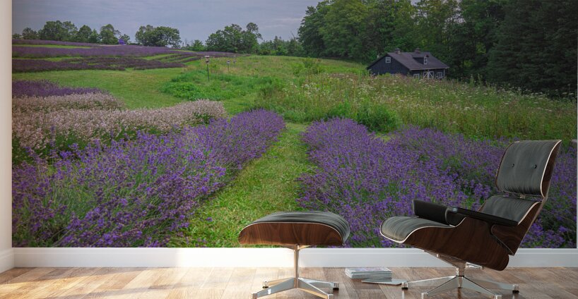 Lavender Field Dreams Wall Murals