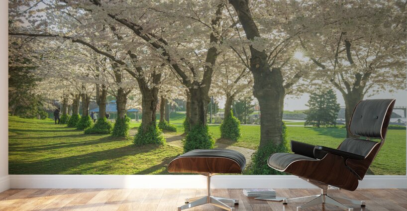 Spencer Park Cherry Blossom Splendor Wall Murals